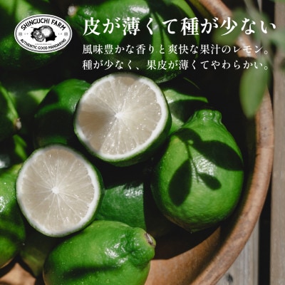 【皮が薄くて種が少ない】璃の香グリーンレモン 3kg 愛媛県産【C70−50】【1550669】