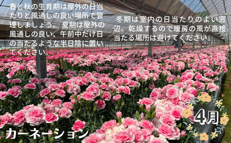 モリヒロ園芸が育てたお花とトマトの定期便（年間11回） 植物 瀬戸内 温暖 気候 鉢花 ギフト 記念日 