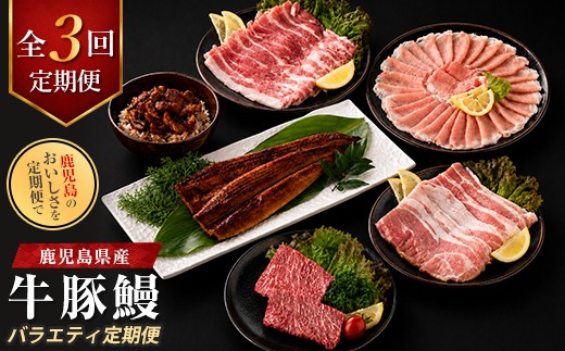 
                  【全３回定期便】鹿児島県産牛・豚・鰻バラエティ定期便(IBZ999-004) 牛 豚 鰻 牛肉 豚肉 肉 うなぎ 国産 鹿児島県産 鹿児島産 セット 頒布会 定期 ステーキ しゃぶしゃぶ 蒲焼 すき焼 すきやき すき焼き 冷凍 うなぎの蒲焼 うなぎ蒲焼 かばやき
                