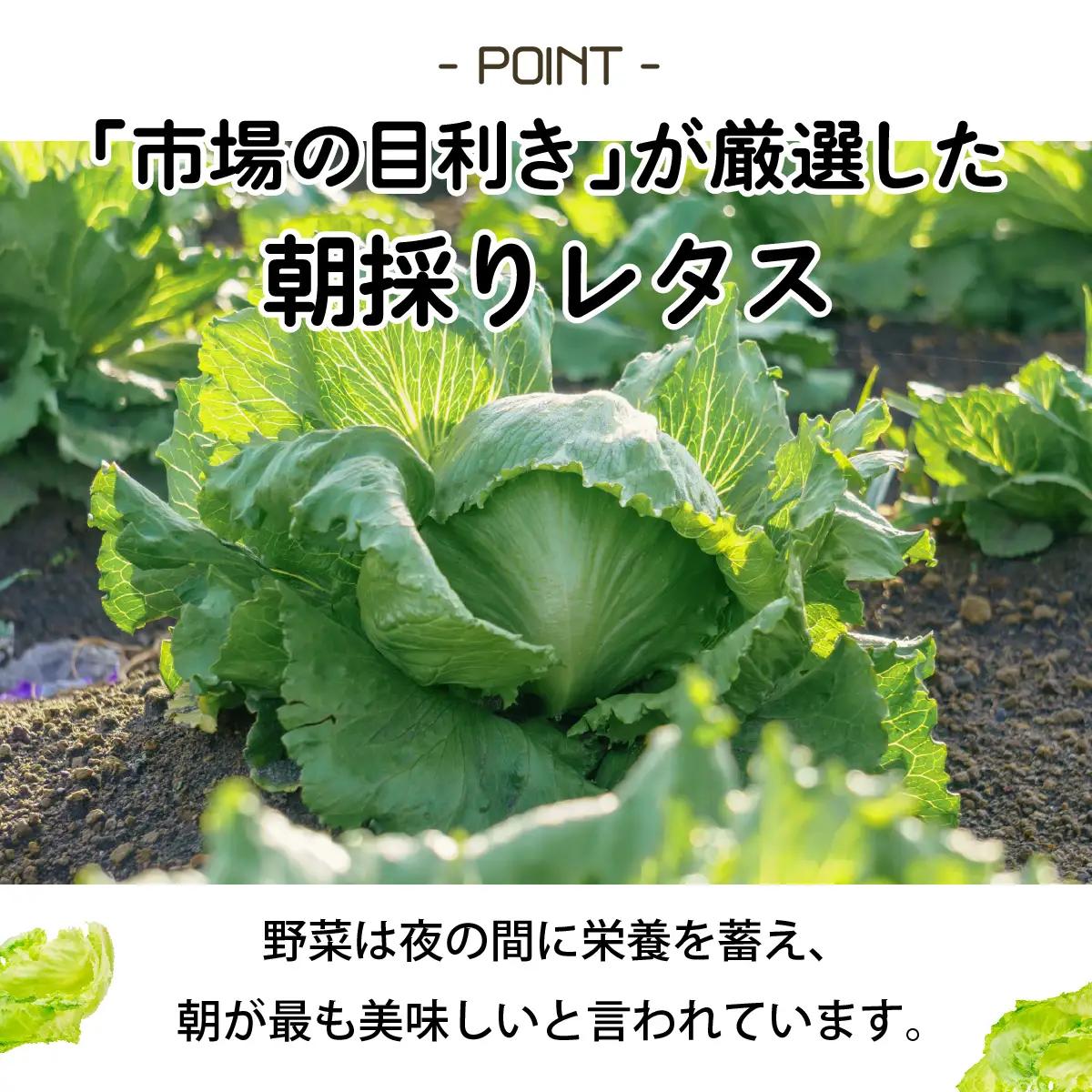 市場の目利き レタス4玉