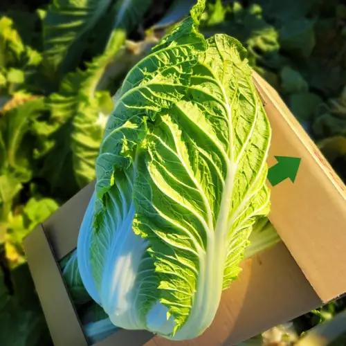 白菜 4玉 約10kg 生産量 日本一 茨城県 八千代町 
