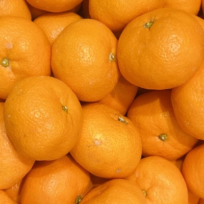 【産直・秀品】和歌山下津みかん約9kg(2Lサイズ) (上富田町)
