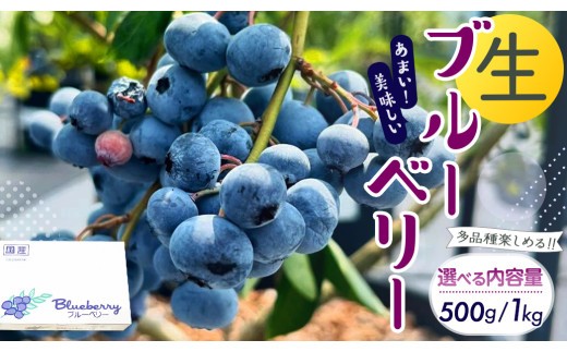 
                  茨城県産 生 ブルーベリー 500g 1kg 多品種 果実 果物 くだもの フルーツ おやつ ブルーベリー ベリー ジャム 小分け[DZ001sa00]
                