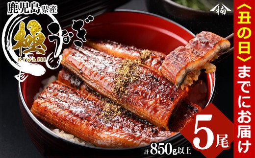 【丑の日までに配送】楠田の極うなぎ 蒲焼き 170g以上×5尾(計850g以上) c7-004-us