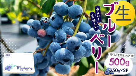 茨城県産 生 ブルーベリー 合計 500g (250g×2P) [DZ001sa]