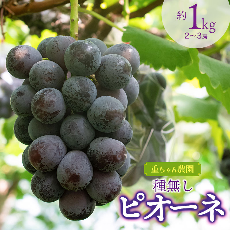 【ふるさと納税】【令和8年産先行予約】ぶどう 種なしピオーネ 1kg(2〜3房） 葡萄