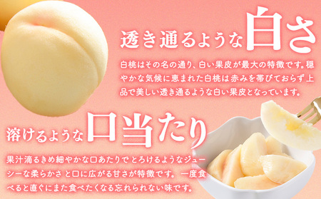 桃 ぶどう 詰合 岡山白桃 2玉(1玉220g以上) シャインマスカット 晴王 2房(1房480g以上) 化粧箱入り 株式会社山博《7月下旬-8月中旬頃出荷》岡山県 笠岡市 フルーツ 果物 葡萄 マス