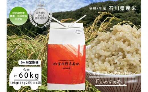 【6ヶ月定期便】【お米番付優秀賞受賞農家】日本一粒の大きいお米『いのちの壱』玄米10kg×6回
