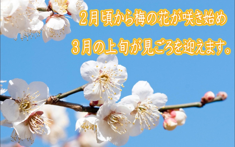 紀州はちみつ梅つぶれ梅（塩分約８％）2kg　【yplu009B】