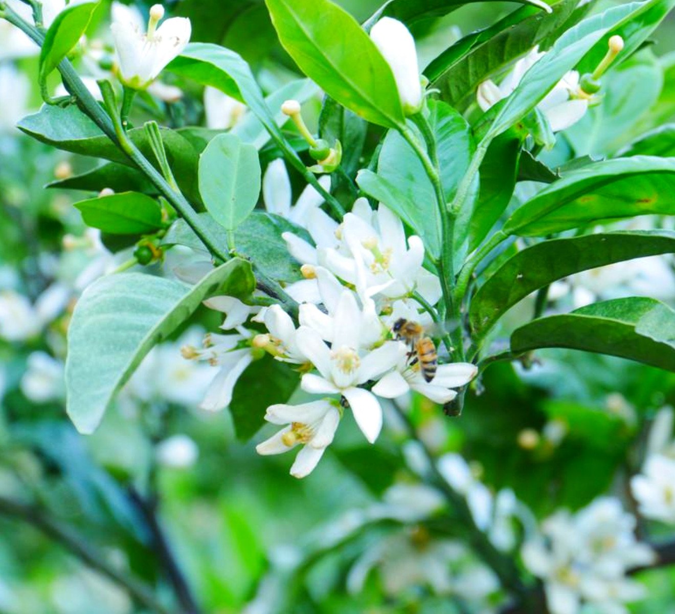 国産純粋はちみつ(みかん蜜) 1.2kg(A14-1)