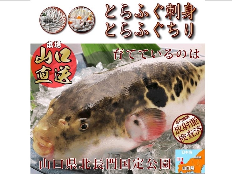 (1363)ふぐ 刺身 てっさ ふぐ刺し とらふぐ 刺身 4人前（とらふぐ刺身130g ふぐ皮湯引き80g ポン酢・薬味付き）冷蔵 きらく 長門市