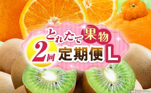 とれたて果物 2回定期便L 果物 フルーツ 果物定期便 フルーツ定期便 定期便キウイ デコポン濃厚 旬の果物 定期 人気 おすすめ 贈答 贈り物 青果物 糖度 香川県 _mk165-t062