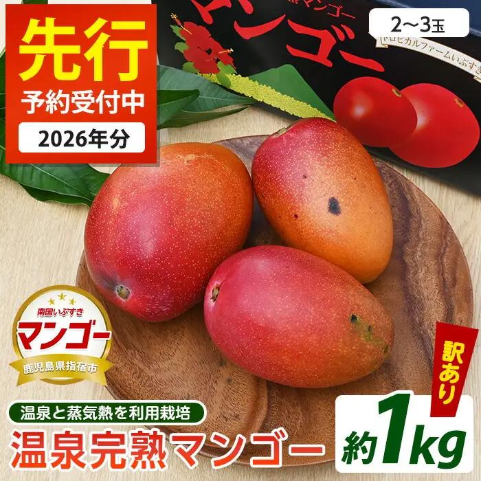 2026年 発送 訳あり 温泉 完熟 マンゴー 約1kg トロピカルファームいぶすき IB059-003 マンゴー フルーツ 果物 わけあり ご家庭用