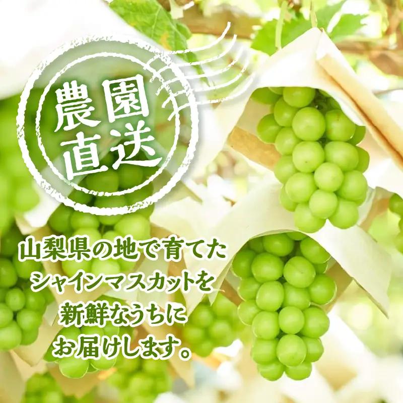 山梨県産シャインマスカット 2kg（3～5房）【化学肥料、除草剤不使用】ぶどう 葡萄 フルーツ 果物 農園直送