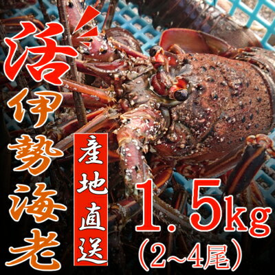 【ふるさと納税】 【捌き方レシピ・軍手付き】 活きイセエビ漁師直送！！1.5kg（2〜4尾、3〜4人前） お刺身 お鍋 しゃぶしゃぶ 天然 国産 魚介 1500g 海鮮 イセエビ 海老 エビ 惣菜 伊勢エビ おせち 送料無料