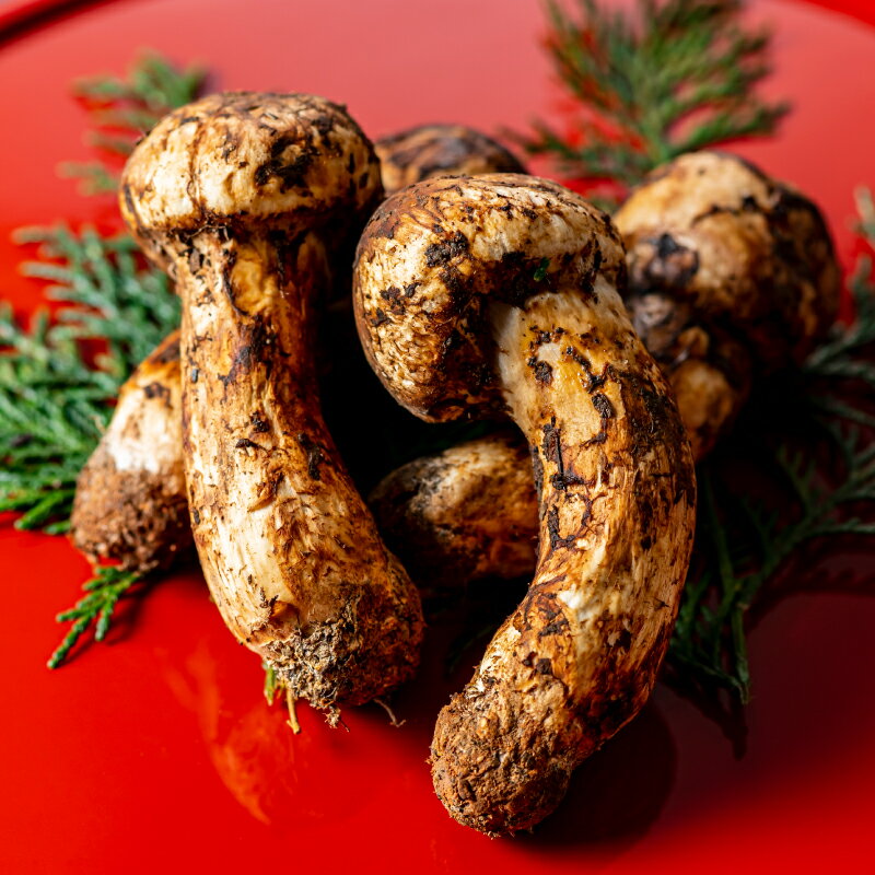 【ふるさと納税】 和歌山県産 香り高く希少な国産 松茸 約200g【2026年10月中旬～11月中旬頃に順次発送】【OKT1】 | 野菜 やさい 食品 人気 おすすめ 送料無料