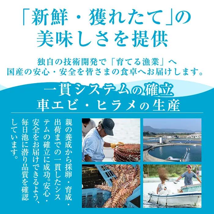 B-136-C ＜数量限定＞冷凍 車えび 約1kg Mサイズ(50尾～59尾・加熱用)【MBC開発】霧島市 冷凍 エビ えび 海老 車海老 くるまえび 加熱用 エビフライ 天ぷら おかず BBQ バー
