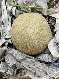 【定期便】 アールスメロン 食べてみセット 1個入り 毎月1回 1年コース (全12回)
