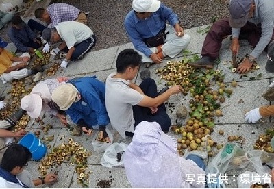 【記念苗木付き】足摺ヤブ椿再生プロジェクトへの支援・応援 自然保護 椿 つばき ツバキ 藪椿 ヤブツバキ クラウドファンディング 募金 先行予約 苗木 植木 花木 常緑樹 高木 植物【R00080】