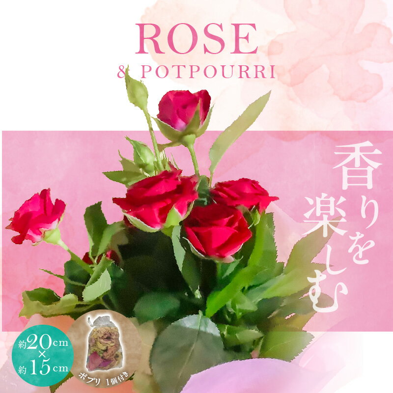 【ふるさと納税】 バラ 花束 ポプリ サシェ 匂袋 生花 オーガンジー 袋 5色 ランダム 白 ピンク ブルー 赤 黄色 新鮮 レディラブ 産地直送 いろいろ ブレンド オイル 混ぜて 熟成 花びら ほのか 甘い 癒し 豊か 香り お取り寄せ 愛知県 碧南市 送料無料