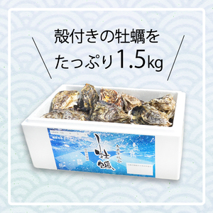 牡蠣 殻付き 1.5kg 前後 10個 ～ 15個  海鮮 魚介 加熱 調理用 貝 海産物 シーフード カキ オイスター 生かき カキフライ 牡蠣 オイスター 加熱調理用 酒蒸し 冬 日本海 育成 養