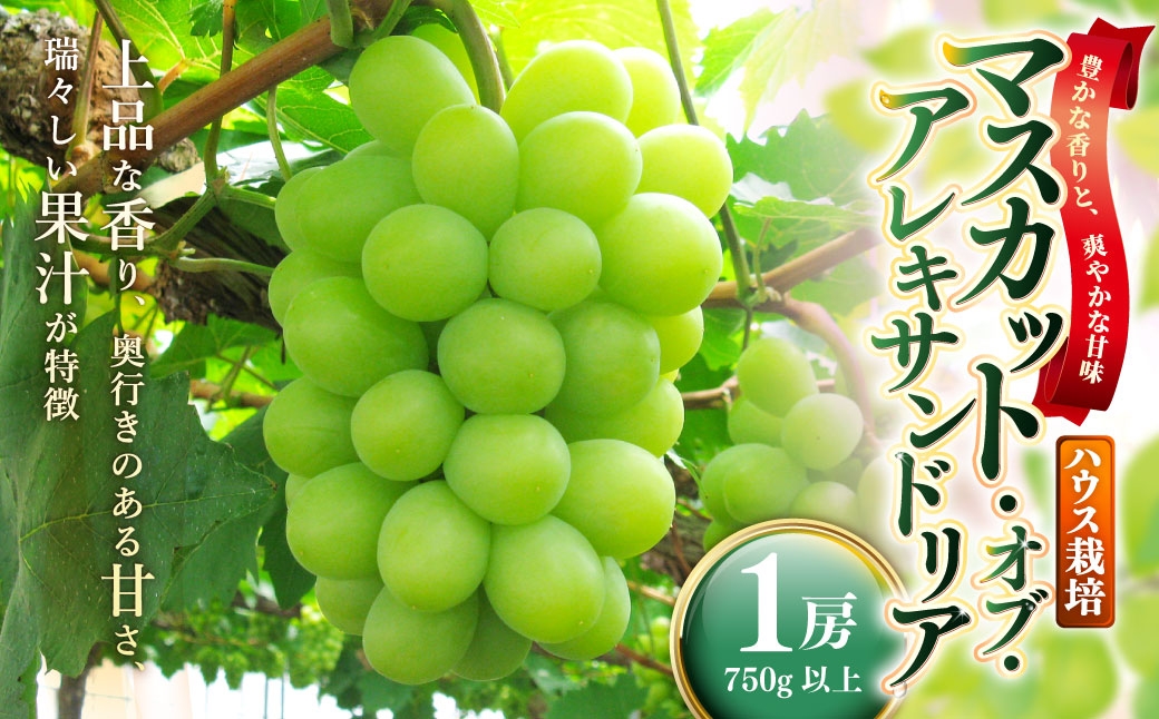 
                  岡山県産 マスカットオブアレキサンドリア 1房 （ 750g以上 ） ハウス栽培 マスカット 果汁 くだもの 果物 果実 フルーツ ぶどう 葡萄 国産 マスカット・オブ・アレキサンドリア 【 2026年7月上旬～8月下旬発送予定 】
                