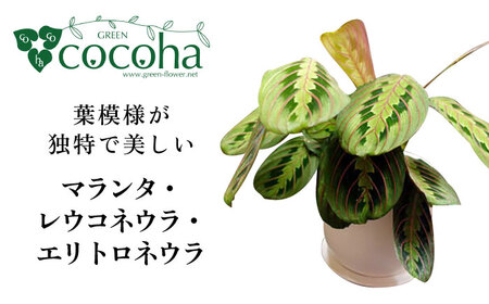 葉模様が独特で美しい 『マランタ・レウコネウラ・エリトロネウラ(ボスタス)』 糸島市 / cocoha 観葉植物 インテリア[AWB035]