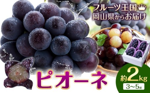 【2026年先行予約】ぶどう ピオーネ 約2kg 3房~5房 もりおか農園《2026年9月上旬-10月上旬頃出荷》岡山県 浅口市 送料無料 ぶどう フルーツ 果物 くだもの デザート おやつ【配送不可地域あり】