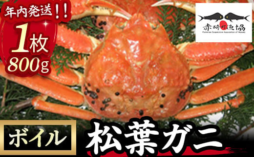 【赤碕町漁業協同組合】 松葉ガニ（ボイル）1枚800ｇ　年内発送 着日指定不可 松葉ガニ カニ ズワイガニ カニ爪 冷蔵 かにしゃぶ カニ刺身 ずわいがに 鮮度抜群 国産 高級 鳥取県 倉吉市 ボイル