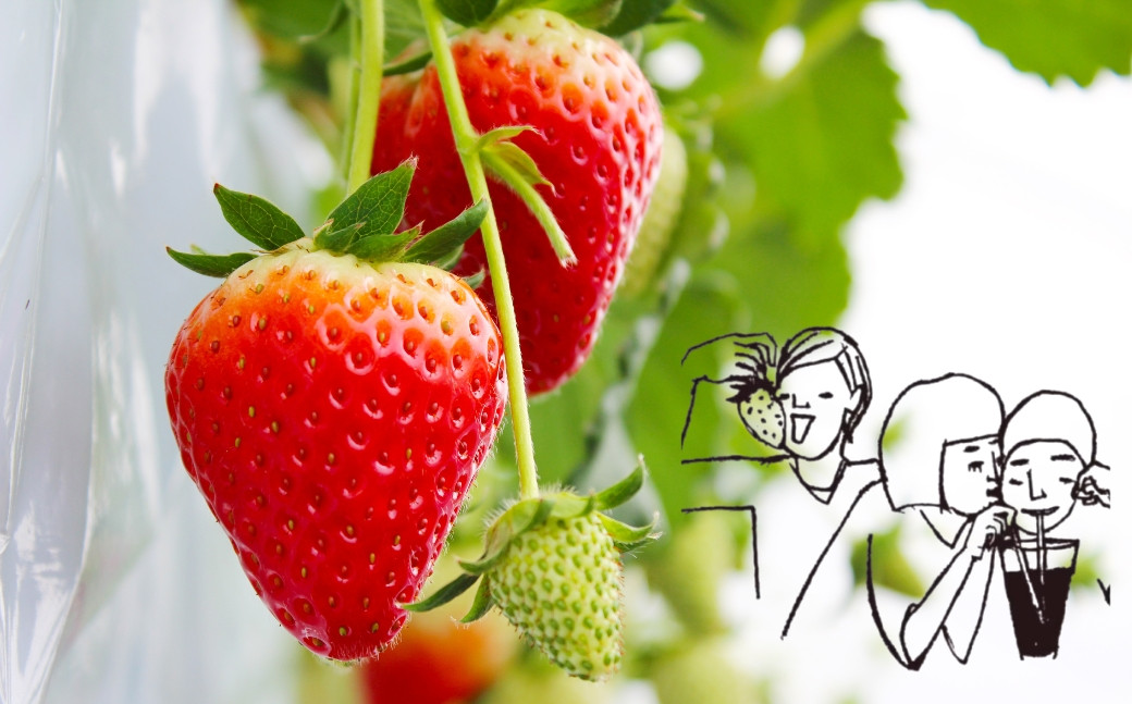 
            ≪先行予約≫ 苺園 ほんだびれっじの苺 4パック 計約1200g (約300g×4) 激甘 イチゴ 1.2kg
          