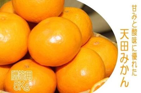 先行予約【2026年11月下旬より発送】濃厚温州みかん贈答用5kg（和歌山天田みかん）みかんの産地和歌山　北村農園直送