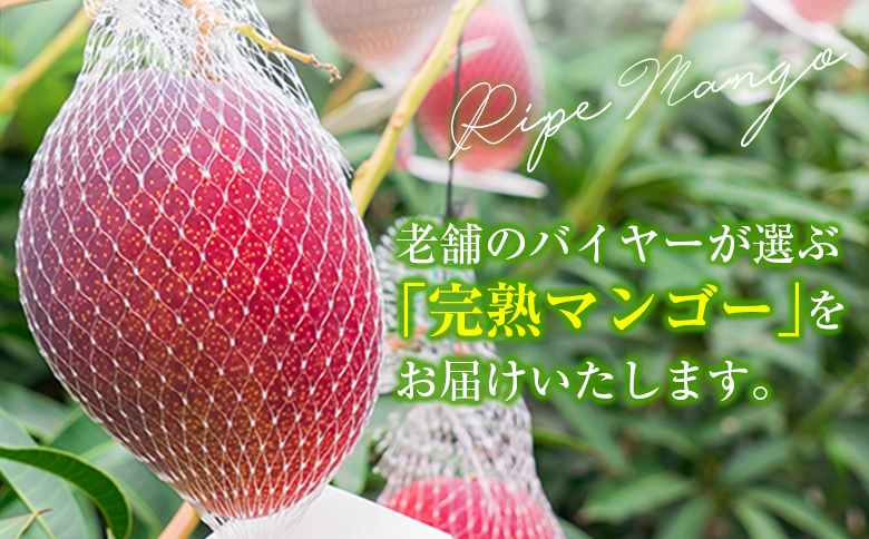 宮崎特産「完熟マンゴー2L×2玉」お届け定期便（全4回）計8玉 特産 国産 果物 フルーツ 旬 産地直送【F143-27】