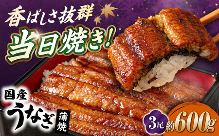 国産活うなぎ3尾（蒲焼）[AQDF008] 鰻 しぐれ煮 佃煮 国産