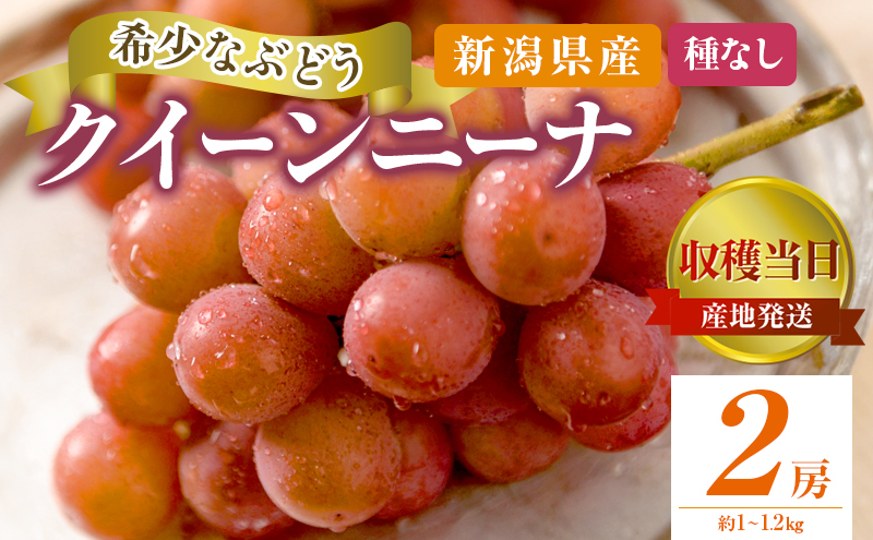 
                  クイーンニーナ 2房 約1~1.2kg 収穫当日出荷 大粒 ぶどう フルーツ 果物 種なし おやつ デザート 新品種 希少品種 産地直送 新潟県 新潟　
                