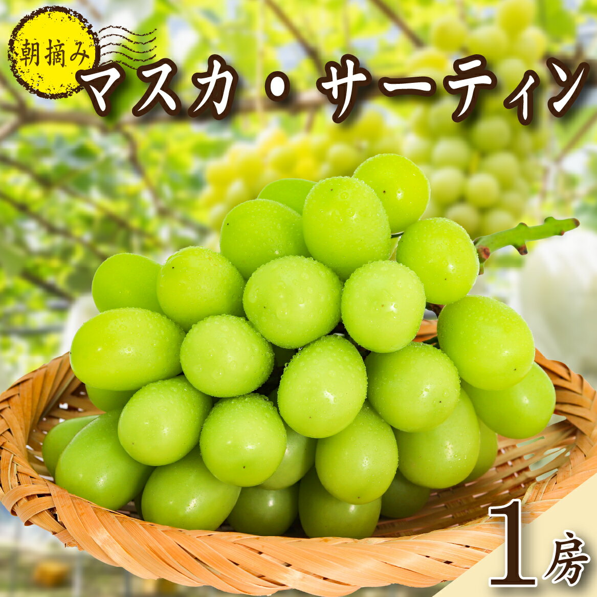 【ふるさと納税】【2026年発送 先行予約】特選大房朝摘み完熟マスカ・サーティン1房 750g程度（ブドウ ぶどう シャインマスカット 希少 先行受付 2026 宮崎県）