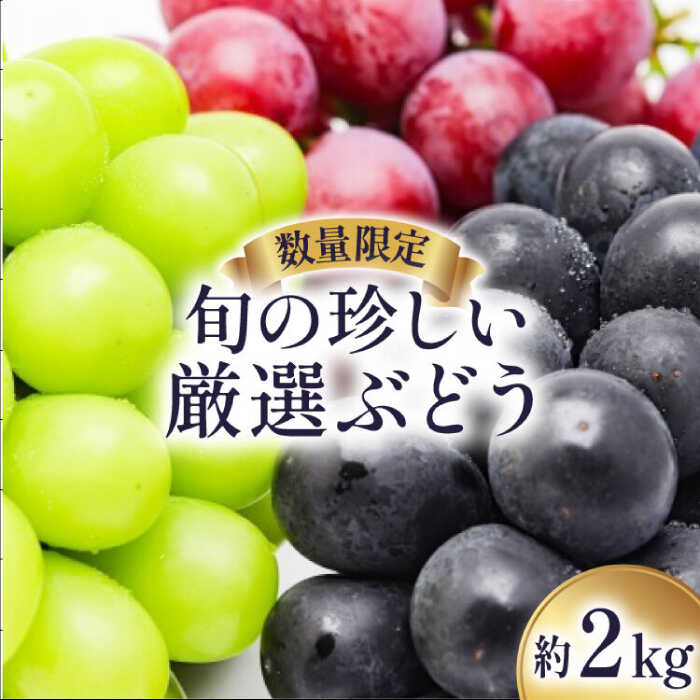 【ふるさと納税】【2026年8月〜発送】【数量限定】 旬の珍しい厳選 ぶどう 約 2kg / 旬 フルーツ ぶどう ブドウ 葡萄 マスカット 果物 くだもの 産地直送 / 南島原市 / 長崎県農産品流通合同会社 [SCB051]