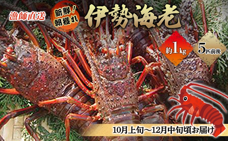 
            漁師直送　新鮮！朝獲れ活伊勢海老1kg【出荷：10月上旬～12月中旬】 伊勢エビ 冷蔵 [№5227-0147]
          