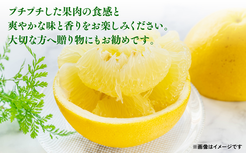 八代特産 晩白柚（ばんぺいゆ）2Lサイズ(約2kg)×1玉 柑橘 果物 フルーツ 熊本県産 ばんぺいゆ フルーツ 柑橘 特産品_イメージ5