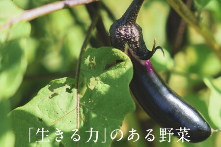 【毎月定期便】しあわせ野菜畑の有機野菜Ｌセット（安心の有機JAS認証　旬のオーガニック野菜　農場直送便）全3回　6869