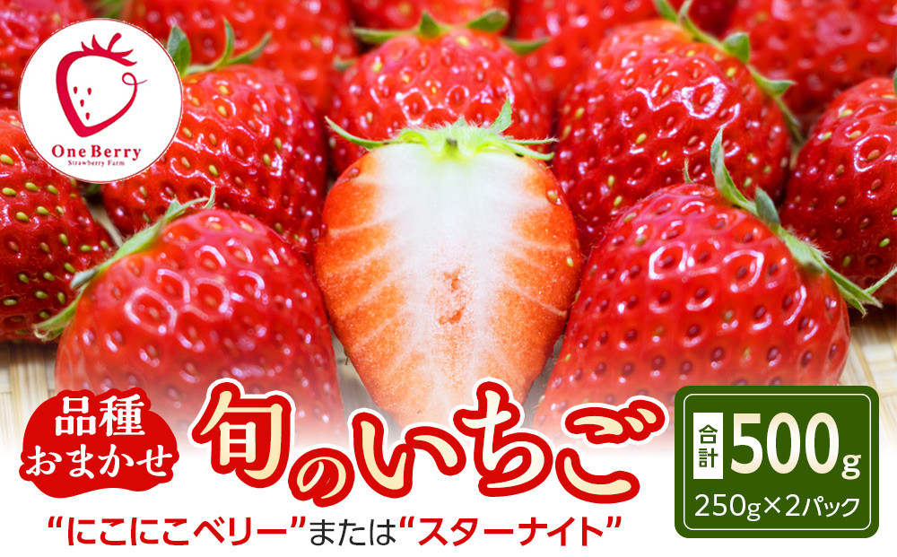 【ふるさと納税／先行予約】OneBerry いちご農園 品種おまかせ 旬のいちご 250ｇ× 2パック【2027年1月5日以降順次発送】 ｜ いちご イチゴ 苺 宮城県 限定 産地直送 産直 農家直送