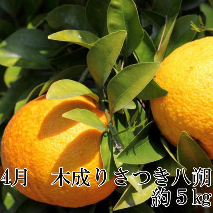 【定期便】有田の人気の旬のフルーツ柑橘定期便全3回
※