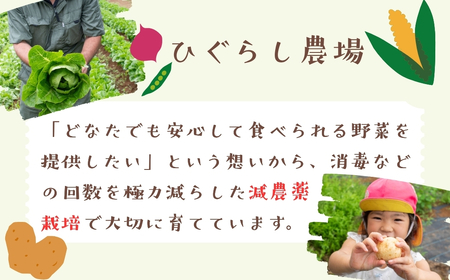 【先行予約】～旬っていちばんのごちそう～ひぐらし農場 季節の野菜便（秋）大サイズ（7-A38）