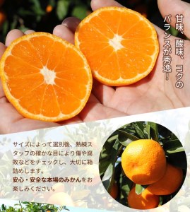 ＼光センサー選別／こだわりの完熟有田みかん 約10kg【ご家庭用】◇有機質肥料100% ふるさと納税 みかん ※2024年11月中旬～2025年1月上旬頃に順次発送予定 ※北海道・沖縄・離島への配送不