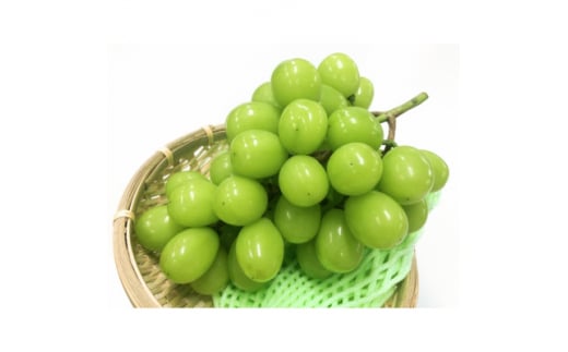 甘さと風味がギュッと詰まった　産地直送　シャインマスカット　約2kg(3～5房)_ シャインマスカット ぶどう 葡萄 果物 フルーツ くだもの 贈答 ギフト プレゼント 信州 長野 送料無料 人気 産地直送 おすすめ 【1541961】