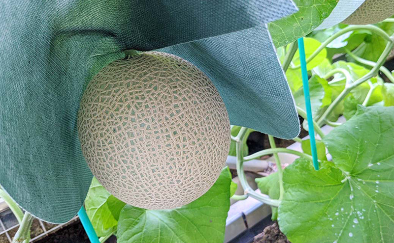 クラウンメロン山等級1.4kg前後 2玉入り 果物 メロン青肉 フルーツ デザート 高級メロンブランド 高級メロン ブランドメロン