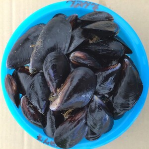 期間限定 活ムール貝 1.9kg 国産 冷蔵 ＼ ムール貝 ／