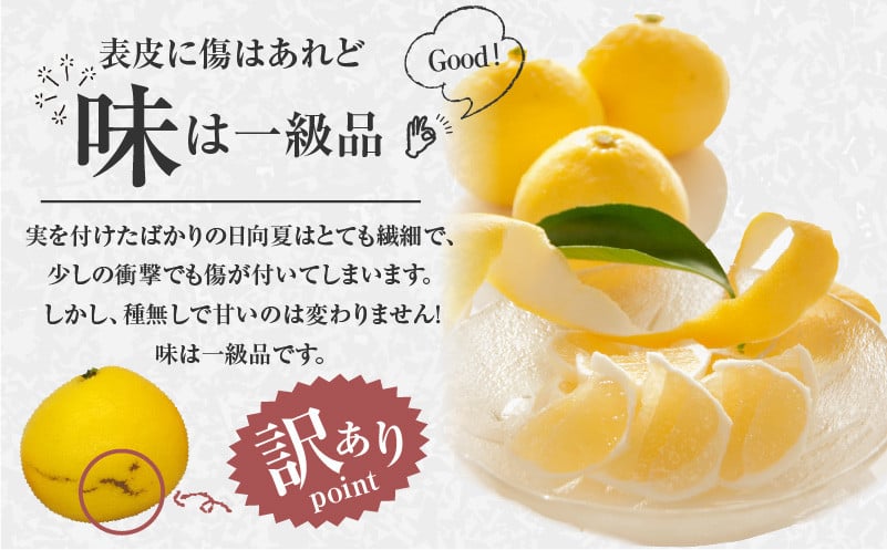 ハウス種なし日向夏を丁寧に梱包してお届け