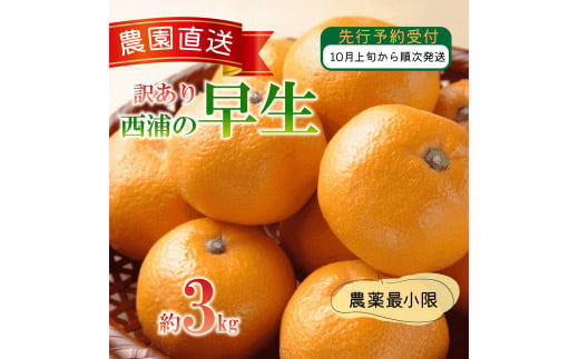 訳あり みかん 早生 3kg 西浦 蜜柑 柑橘 オレンジ ミカン  ( 数量限定 みかん 果物 みかん フルーツ みかん 柑橘 みかん 国産 )