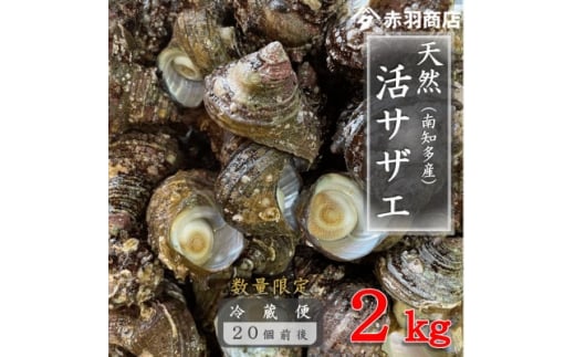 
南知多町産 活サザエ 約2kg (20個前後)【1443107】
