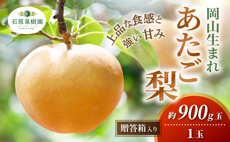 梨 あたご梨 先行予約 1玉 贈答箱 赤秀 約900g 岡山県産 | あたご梨 愛宕梨 梨 特選品 上級品 贈り物 御歳暮 果物 くだもの フルーツ 和梨 石原果樹園【ishk001-01】